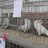 Aalten, Kleindiervereniging, keuring, 8 oktober 2016 016.jpg